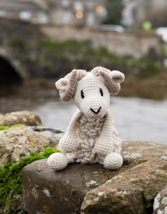 Bryn the Welsh Mountain Sheep