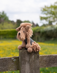 Dorothy the Yorkshire Terrier
