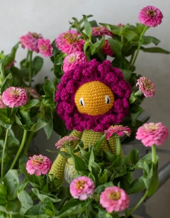 Zinnia